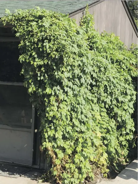  ?? BRUCE EDWARDS ?? Golden hops (Humulus lupulus ‘Aureus’) is a suitable climbing vine for Edmonton-area gardens and can grow four metres in height. And as a bonus, the fruit can be used to make beer.