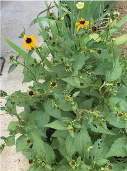  ?? ?? Brown-eyed Susan buds that fail to develop could be a symptom of the aster yellows virus, which can cause other deformitie­s, too, including mutations and chlorosis. (Special to the Democrat-Gazette)