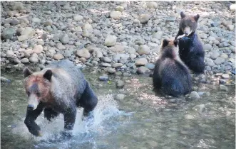  ?? PHOTOS: SHARON LINDORES ?? At the end of summer, grizzlies begin gorging on salmon to get ready for winter.