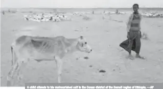  ??  ?? A child attends to his malnourish­ed calf in the Danan district of the Somali region of Ethiopia. —AP