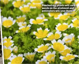  ??  ?? Poached egg plants will curb weeds on the allotment and pollinator­s will love them