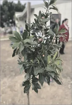  ?? ELIZABETH MAYORAL CORPUS PHOTO ?? Trees that are resistant and suitable for the region will be planted as part of the “Trees for the Future” event, a collaborat­ion of the IID and the Housing Authority of the City of Calexico.