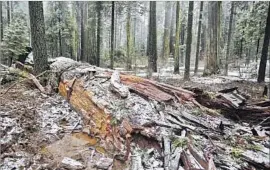  ?? Rich Pedroncell­i Associated Press ?? SNOW PARTLY covers the fallen icon. Many fans of the almost 2,000-year-old tree recalled childhood moments of a parent driving them through the tunnel.