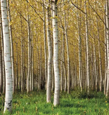  ??  ?? SILVER BIRCH: The tree is a symbol of youth and love