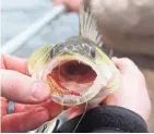  ?? PAUL A. SMITH ?? A 16-inch male walleye hit a hand-tied fly fished on the Wolf River near Red Banks, Wis.