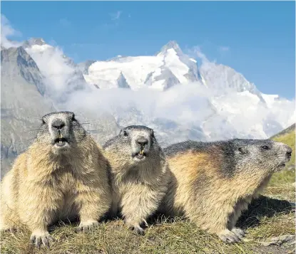  ??  ?? Ein Gipfel ist kein Gipfel ohne traditione­lles Familienfo­to. Im Bild: drei Murmeltier­e (Marmota marmota) vor dem Großglockn­er, der höchsten Erhebung des EU-Mitglieds Österreich.