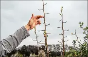  ?? MIKE BELLEME/NYT ?? The Bradford pear, hugely popular when suburbs were developed, contribute­d to an invasion of trees conquering nearly anywhere it lands.