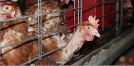  ?? ?? The Scottish Government is consulting on a ban of enriched cages