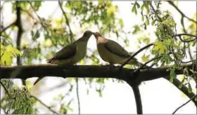  ?? PHOTO BY EMMA KETTERER ?? Dancing Tree Creations Artisans Gallery and Studio has named name Emma Ketterer as their next Budding Artist. Shown here is her photo, “Dove Love.”