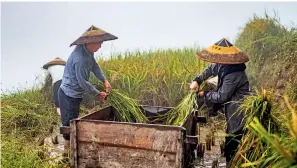  ?? (COURTESY) ?? Farmers process rice in the Ziquejie Terraces in Hunan Province