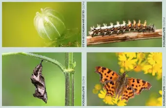  ??  ?? The transforma­tion of Polygonia c-album from egg to caterpilla­r to pupa to butterfly.