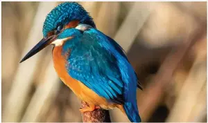  ?? ?? Steven Mollins: ‘ Just a wee sleepy kingfisher’
Jillyanne Glen sent in this superb shot