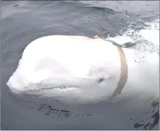  ??  ?? Photo shows a white whale wearing a harness, which was discovered by fishermen off the coast of northern Norway. — AFP photo