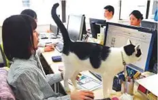  ?? AFP ?? About nine cats in an IT firm help staff reduce their stress and anxiety.