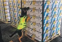  ?? CORTESÍA ?? Guayaquil. Un perro policía olfatea las cajas de banano en el puerto.