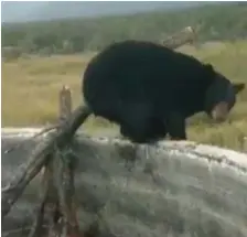  ?? ?? CUATRO HORAS TOMO el rescate del animal salvaje, resultando ser un total éxito la labor realizada por los caporales.