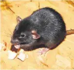  ?? Фото: pixabay.com ?? ДРЕВНИЙ ЖИТЕЛЬ: черная крыса поселилась на территории нынешней Эстонии еще в XIII веке.