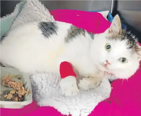  ??  ?? A CAT has survived a fall of about 100ft after reportedly being thrown from a block of flats.
The animal suffered a broken jaw in the incident in Guild Close, Birmingham, the RSPCA said.
The young white cat was taken to RSPCA Newbrook Farm Animal...