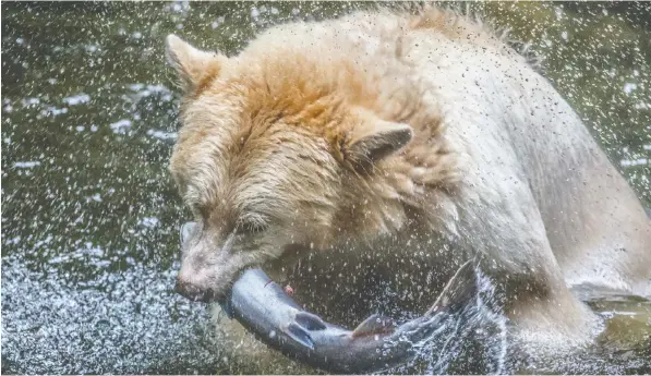  ??  ?? Spirit bears, typically stark white with a ginger tinge, were the subject of a new study focusing on the Great Bear Rainforest.