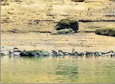  ?? HT PHOTO ?? The gharial hatchlings with their mother in the Satkosia gorge of the Mahanadi river, Odisha.