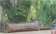  ??  ?? Visitors stand next to a bench made by Brazilian artist Hugo Franca at the Inhotim Institute, in Brumadinho, Brazil.