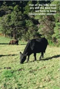  ??  ?? Out on the hills, cows are still the best tool we have to keep kikuyu under control.