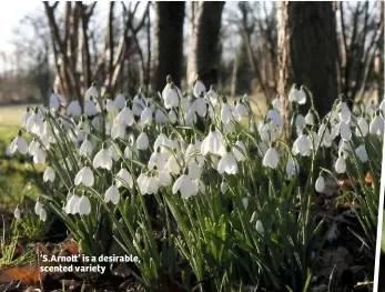  ??  ?? ‘S.Arno ’ is a desirable, scented variety