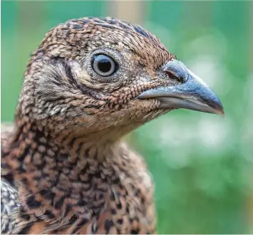  ?? Fotos: Ulrich Wagner ?? Der Fasan zählt zum Niederwild im Wald und ist immer weniger aufzufinde­n. Seit Jahren, auch im Kesseltal, wird das Tier nicht gejagt. In Fronhofen wurden nun 112 Jungtiere großgezoge­n.