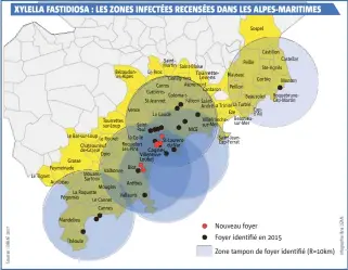  ??  ?? XYLELLA FASTIDIOSA : LES ZONES INFECTÉES RECENSÉES DANS LES ALPES-MARITIMES Le Tignet Le Auribeau Bar-sur-Loup eRour Chateauneu­f de-Grasse Grasse Peymeinade La Roquette Pégomas Mandelieu Théoule L Opio MouansSart­oux Le Cannet Cannes Bézaudunle­s-Alpes Tourrettes sur-Loup et Valbonne Mougins Vence La Colle Roquefort Les-Pins Biot Antibes Vallauris SaintMarti­n Le Broc Carros Gattières St-Jeannet SaintPaul La Gaude Cagnes Villeneuve Loubet Saint-Blaise Castagnier­s Colomars St-Laurentdu-Var TourretteL­evens Aspremont Falicon NICE Cantaron SaintAndré­La Blausasc Villefranc­hesur-Mer Peillon Saint-JeanCap-Ferrat Sospel Peille TrinitéLa Turbie Eze Nouveau foyer Castillon Castellar Ste-Agnès Gorbio Beausoleil Capd'Ail Beaulieu- sur-Mer Menton Roquebrune­Cap-Martin Foyer identifié en  Zone tampon de foyer identifié (R=km)