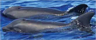  ??  ?? Rarity: The ‘wholphin’, front, swims beside a melon-headed whale off Hawaii