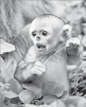  ??  ?? Una cría de mono dorado permanece en el Parque Nacional de Shennongji­a, en la provincia central de Hubei, en China, este domingo. Alrededor de mil 300 micos de esa especie viven en el sitio y reciben protección de primer nivel del Estado ■ Foto Xinhua