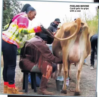  ??  ?? FEELING BOVINE Cardi gets to grips with a cow