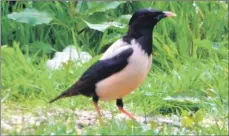  ?? Photo Jim Cassels ?? The rose-coloured starling pictured on Arran last year.