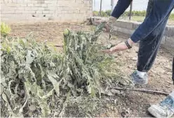  ?? MIRA ?? Defienden que su término municipal fue la ‘zona cero’ de la granizada.