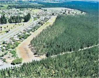  ??  ?? FORESTAL ARAUCO GENERÓ un plan de cortafuego­s en donde se estableció una franja libre de plantación en el límite de la zona poblada, tras esta zona, los árboles fueron podados de tal forma que si son afectados por un incendio, las llamas serían...