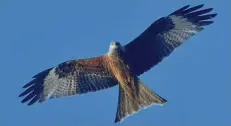  ?? FOTO: PATRICK PLEUL / ZB ?? Ein Rotmilan (Milvus milvus) zieht am blauen Himmel seine Kreise.