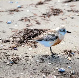  ?? ABIGAIL DOUGHERTY/STUFF ?? The dotterel population is about 2500, making the birds more vulnerable than some species of kiwi, DOC says.