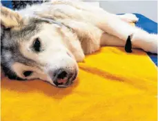  ?? FOTO: JULIA STREHLE/DPA ?? Ein Blutegel hat an der linken Pfote angebissen. Die Therapie in der Tierklinik Hofheim lässt der Hund gelassen über sich ergehen.