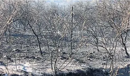  ?? (LA VOZ) ?? Cenizas quedan. Cerca de Malagueño, la postal de la reserva natural tras el paso de las llamas.