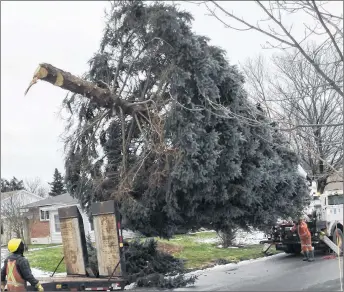  ?? CONTRIBUTE­D ?? Nova Scotia Power crew members cut down a tree in the yard of Jim Sweet on Chelsea Court in New Glasgow. It has been placed in front of the Aberdeen Hospital and will be lit on Dec. 8 at 6 p.m.