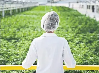  ?? APHRIA/THE CANADIAN PRESS ?? Leamington-based cannabis company Aphria said Thursday that losses amounted to two cents per share for the quarter. On average, analysts had expected a loss of four cents per share.