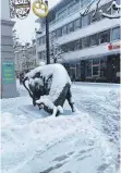  ?? FOTO:PETRA MARX-DOMKE ?? Eingeschne­it: Der Stier in der Tuttlinger Stadtmitte.