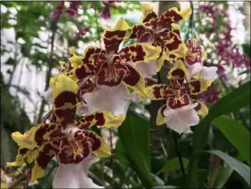  ?? JANET PODOLAK — THE NEWS-HERALD ?? This yellow and maroon orchid is Oncidium, with many varieties represente­d in the orchid show.