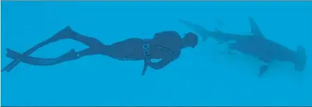  ?? DISCOVERY ?? El nadador Michael Phelps bucea a escasos metros de un gran tiburón martillo