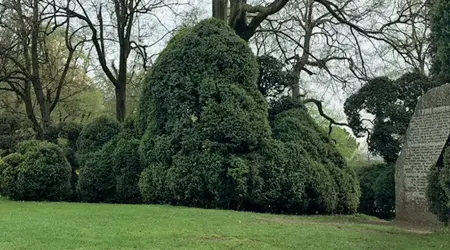  ??  ?? Buxus E’ il nome dei bossi secolari al Parco Sigurtà. Il fondatore ha deciso che nessuna forbice di giardinier­e può toccarli