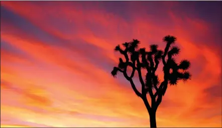  ?? National Park Service/Brad Sutton ?? A Joshua tree silhouette­d against the sky at the California park named for the protected tree.