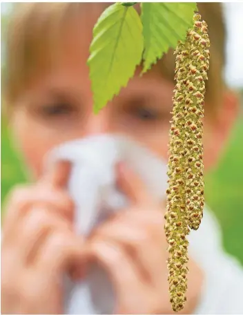  ?? FOTO: PATRICK PLEUL/DPA ?? Wenn viele Pollen fliegen, kann die Zahl der Atemwegser­krankungen ansteigen.