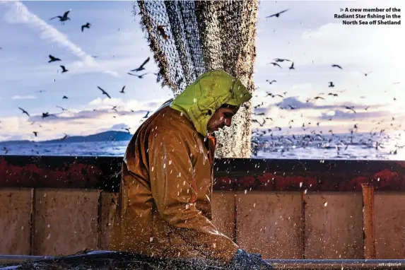  ?? Jeff J Mitchell ?? > A crew member of the Radiant Star fishing in the North Sea off Shetland