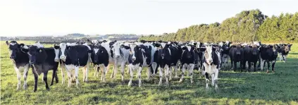  ?? PHOTO: STEPHEN JAQUIERY ?? Weighty issue . . . Mastitis is estimated to cost the New Zealand dairy industry about $180 million each year.