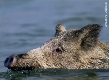  ??  ?? Il cinghiale nuota a meraviglia e può attraversa­re larghi corsi d’acqua e anche i bracci di mare per recarsi da un’isola all’altra. Già in passato si osservò come i cinghiali, allo stesso modo dei maiali domestici, potessero percorrere a nuoto da sei a sette chilometri